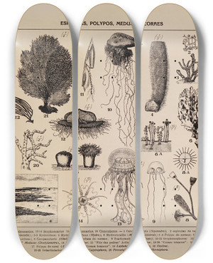 Triptych art skateboard deck of Rodolpho Von Ihering Atlas Da Fauna Do Brasil Pl02 by Rodolpho Von Ihering (1883-1939)