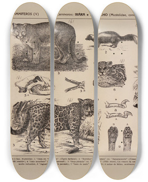 Triptych art skateboard deck of Rodolpho Von Ihering Atlas Da Fauna Do Brasil Pl34 by Rodolpho Von Ihering (1883-1939)
