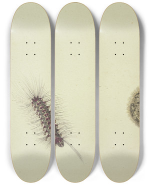 Triptych art skateboard deck of Rochus Van Veen Zwei Brenraupen by Rochus van Veen (1630-1693)