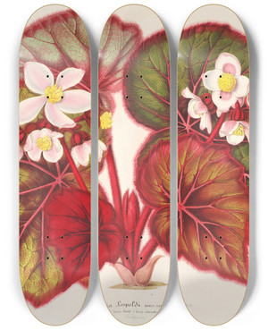 Triptych art skateboard deck of Charles Antoine Lemaire Begonia Leopoldi by Charles Antoine Lemaire (1800-1871)
