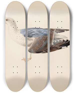 Triptych art skateboard deck of Magnus Von Wright European Herring Gull by Magnus Von Wright (1805-1868)