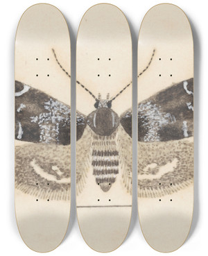 Triptych art skateboard deck of George Hudson Entomology Watercolour Pl104 by George Hudson (1867-1946)