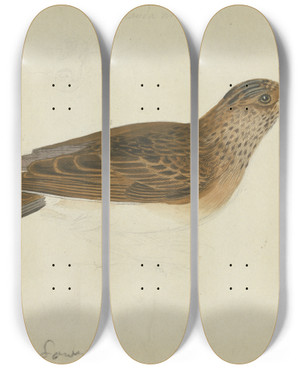 Triptych art skateboard deck of James Sowerby Eurasian Skylark_2 by James Sowerby (1757-1822)
