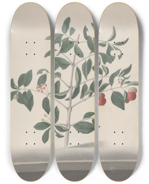 Triptych art skateboard deck of Ren De Rabi Natural History Of Saint Domingue Pl169 by Ren de Rabi (1700-1785)