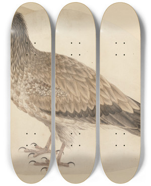 Triptych art skateboard deck of Charles Collins Egyptian Vulture by Charles Collins (1680-1744)