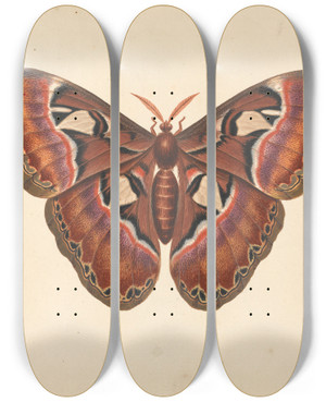 Triptych art skateboard deck of George Edwards Atlas Moth by George Edwards