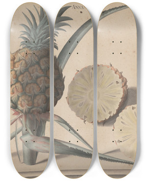 Triptych art skateboard deck of Ren De Rabi Natural History Of Saint Domingue Pl183 by Ren de Rabi (1700-1785)