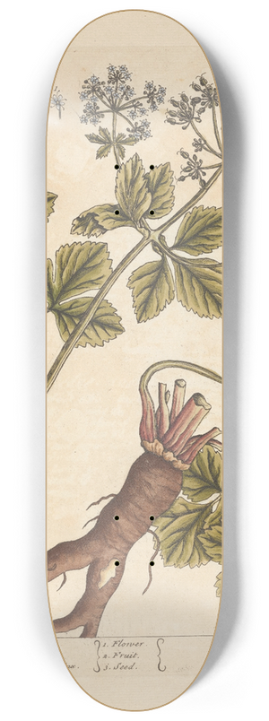 Elizabeth Blackwell - Alexanders 8.25 inch art skate deck