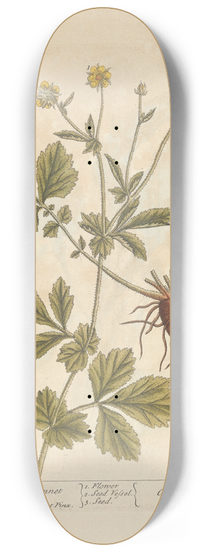 Elizabeth Blackwell - Avens or herb-bennet 8.25 inch art skate deck