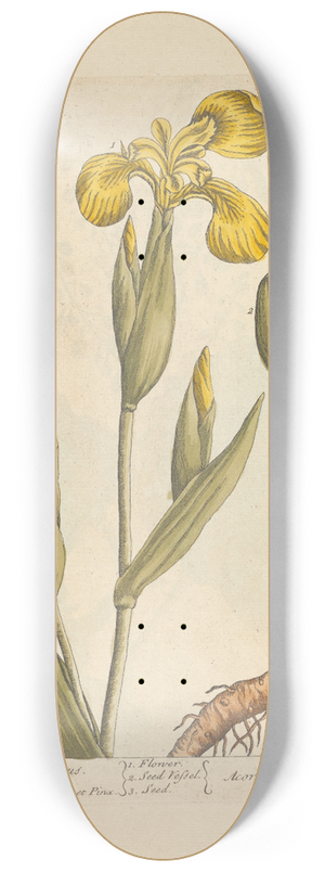 Elizabeth Blackwell - Bastard acorus 8.25 inch art skate deck Elizabeth Blackwell - Bastard acorus 8.25 inch art skate deck