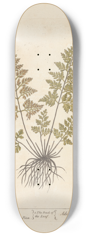 Elizabeth Blackwell - Black maiden hair 8.25 inch art skate deck Elizabeth Blackwell - Black maiden hair 8.25 inch art skate deck