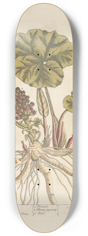 Elizabeth Blackwell - Butterbur 8.25 inch art skate deck