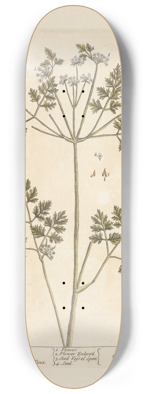 Elizabeth Blackwell - Chervil 8.25 inch art skate deck