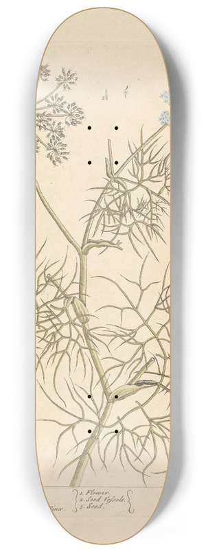 Elizabeth Blackwell - Daucus of creet 8.25 inch art skate deck
