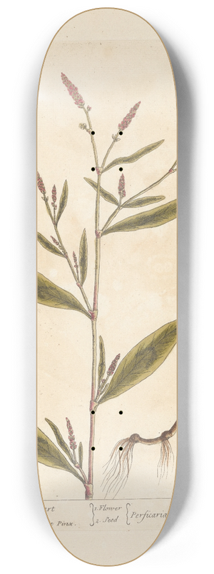 Elizabeth Blackwell - Dead or spotted arsmart 8.25 inch art skate deck