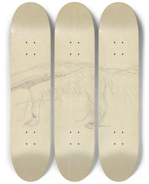 Triptych art skateboard deck of James Sowerby Two Anteaters by James Sowerby (1757-1822)