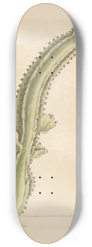 Elizabeth Blackwell - Euphorbium 8.25 inch art skate deck Elizabeth Blackwell - Euphorbium 8.25 inch art skate deck