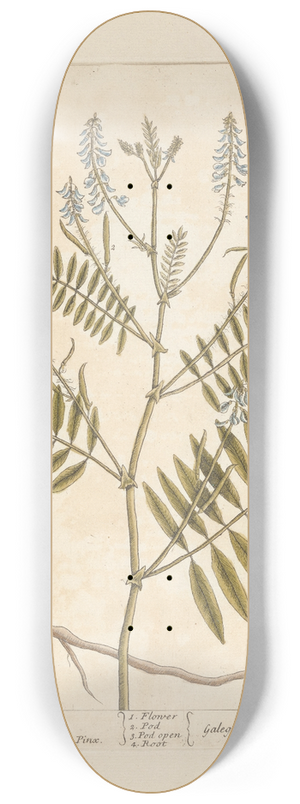 Elizabeth Blackwell - Goats-rue 8.25 inch art skate deck