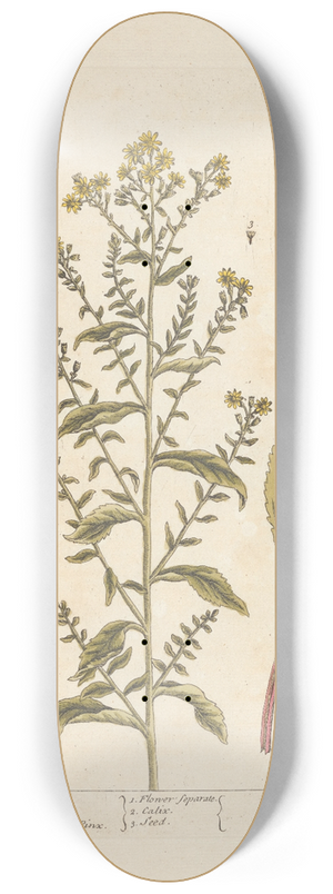 Elizabeth Blackwell - Golden rod 8.25 inch art skate deck