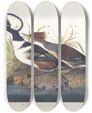 Triptych art skateboard deck of John James Audubon Hooded Merganser by John James Audubon (1785-1851)