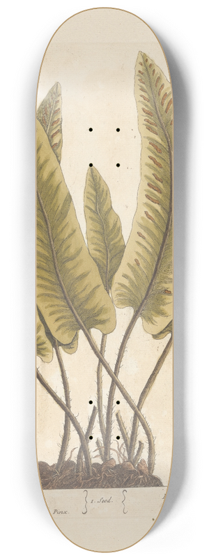 Elizabeth Blackwell - Harts tongue 8.25 inch art skate deck