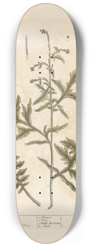 Elizabeth Blackwell - Hedge mustard 8.25 inch art skate deck