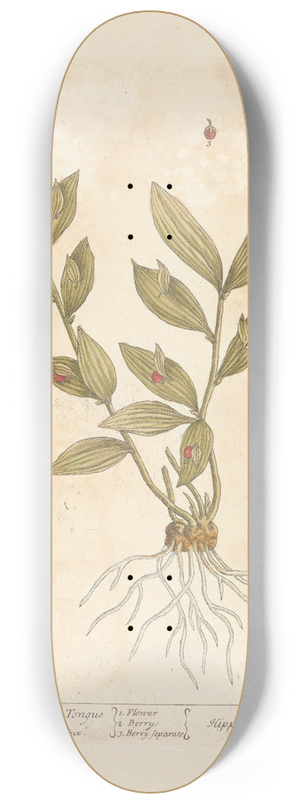 Elizabeth Blackwell - Horse tongue or double tongue 8.25 inch art skate deck