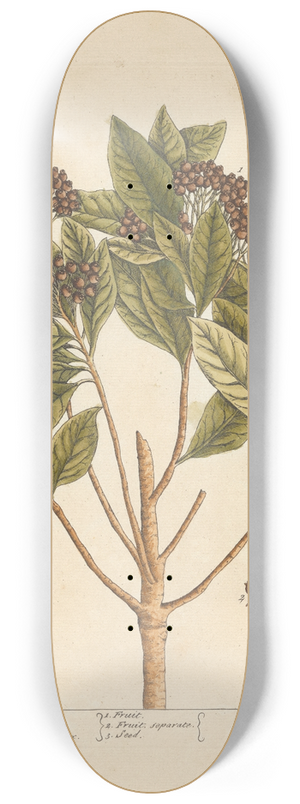 Elizabeth Blackwell - Jamaica pepper 8.25 inch art skate deck