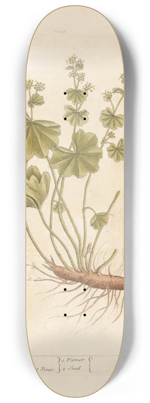 Elizabeth Blackwell - Ladies mantle 8.25 inch art skate deck