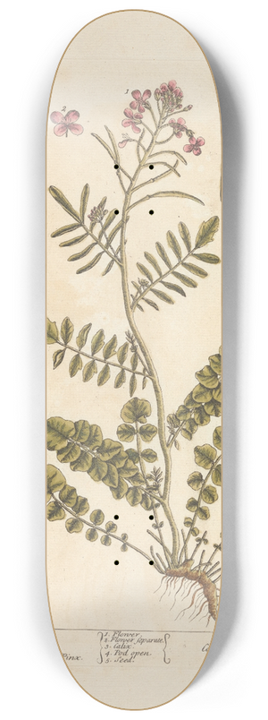 Elizabeth Blackwell - Ladies smock 8.25 inch art skate deck