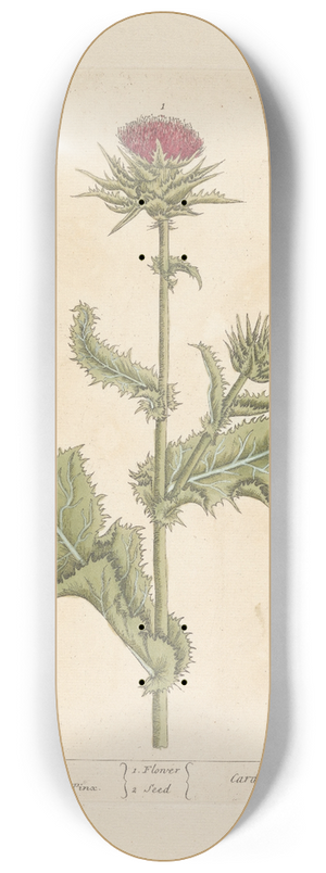 Elizabeth Blackwell - Ladies thistle 8.25 inch art skate deck
