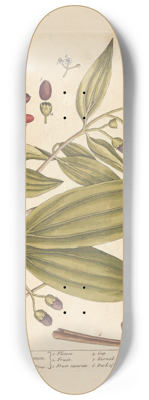 Elizabeth Blackwell - Malabar or java cinamon 8.25 inch art skate deck