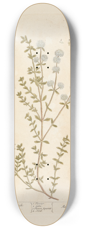 Elizabeth Blackwell - Mastich time or herb mastich 8.25 inch art skate deck