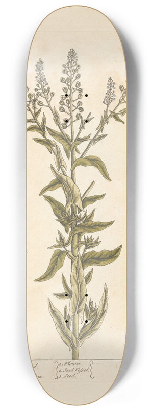 Elizabeth Blackwell - Mithridate mustard 8.25 inch art skate deck