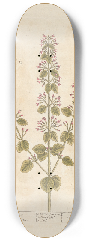 Elizabeth Blackwell - Mountain calamint 8.25 inch art skate deck