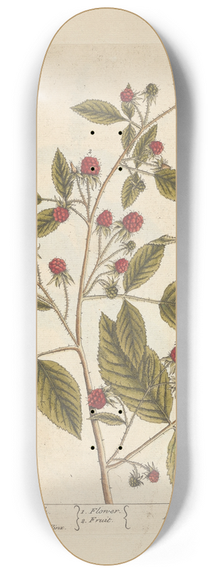 Elizabeth Blackwell - Raspberry bush 8.25 inch art skate deck