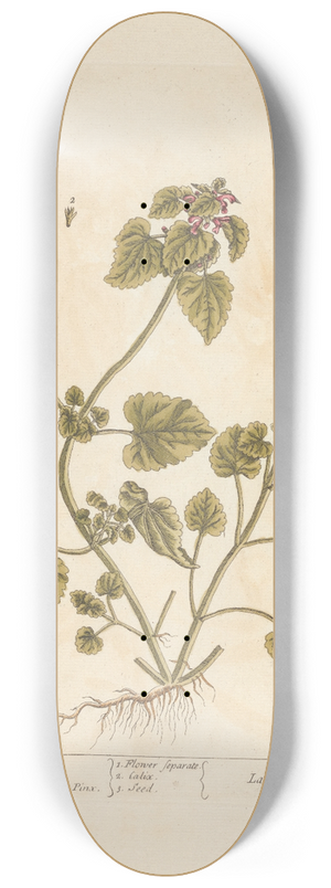 Elizabeth Blackwell - Red archangel 8.25 inch art skate deck