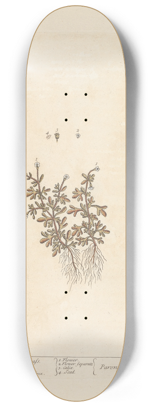 Elizabeth Blackwell - Rue-leaved whitlon grass 8.25 inch art skate deck