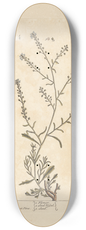 Elizabeth Blackwell - Sciatica cress 8.25 inch art skate deck