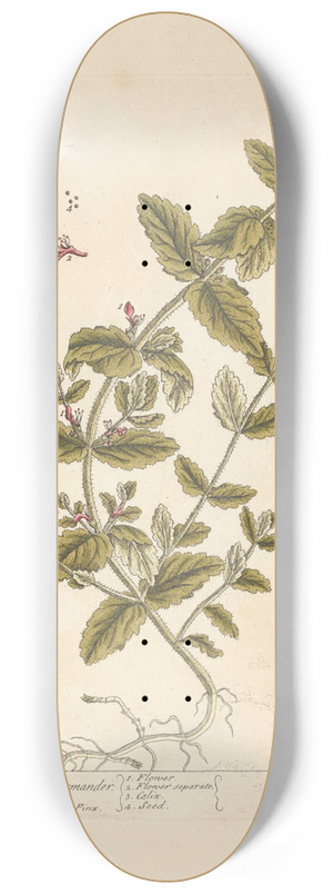 Elizabeth Blackwell - Scordium or water germander 8.25 inch art skate deck