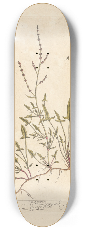 Elizabeth Blackwell - Sheeps sorrel 8.25 inch art skate deck