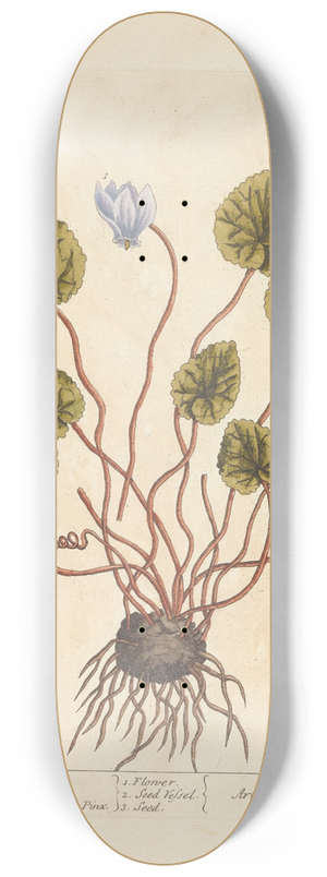 Elizabeth Blackwell - Sow-bread 8.25 inch art skate deck