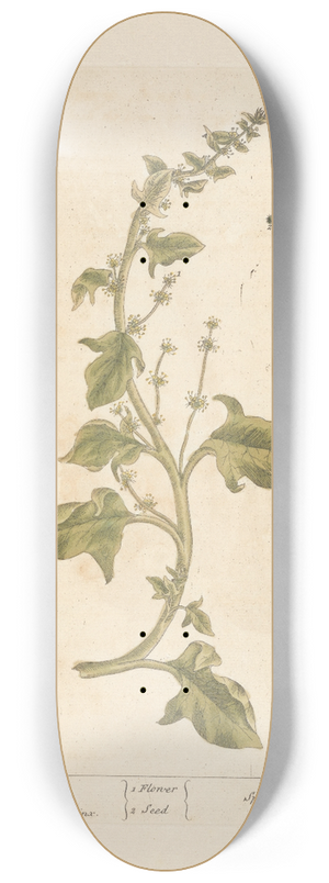 Elizabeth Blackwell - Spinage 8.25 inch art skate deck