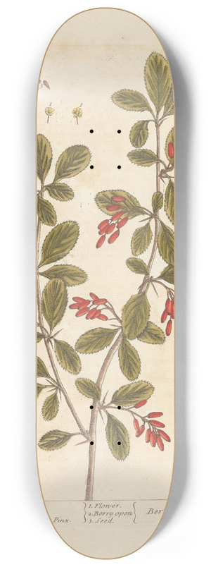 Elizabeth Blackwell - The barberry bush 8.25 inch art skate deck