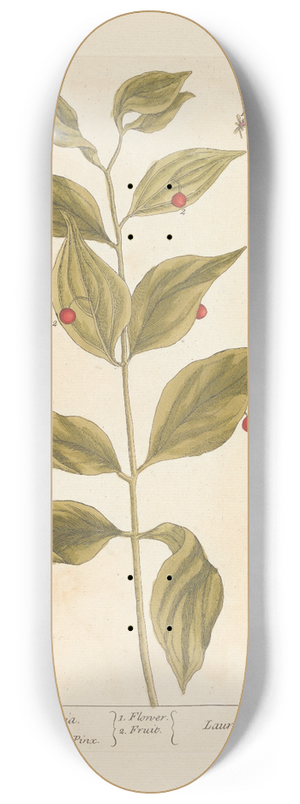 Elizabeth Blackwell - The bay of alexandria 8.25 inch art skate deck