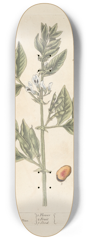 Elizabeth Blackwell - The bean 8.25 inch art skate deck