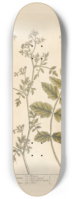 Elizabeth Blackwell - The German amomum 8.25 inch art skate deck