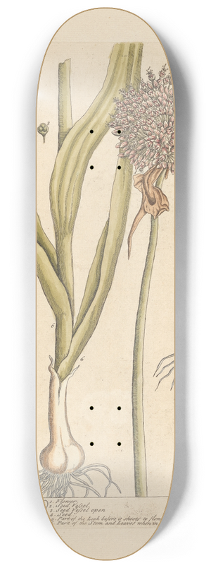 Elizabeth Blackwell - The leek 8.25 inch art skate deck