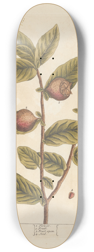 Elizabeth Blackwell - The medlar tree 8.25 inch art skate deck