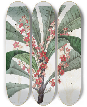 Triptych art skateboard deck of Sydenham Edwards Elegant Clavija by Sydenham Edwards (1768-1819)